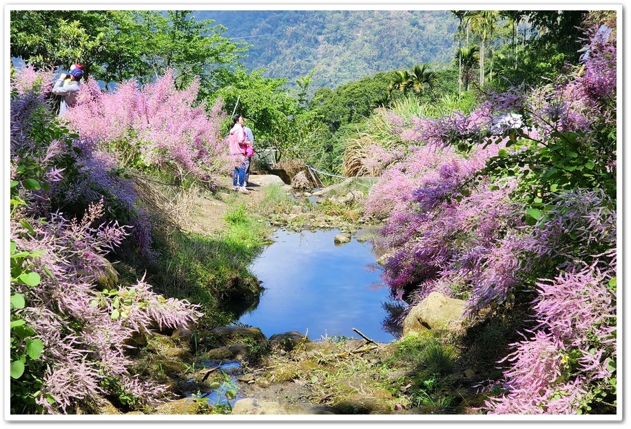 雲林古坑草嶺《青山坪咖啡農場》200公尺長淡紫色麝香木遊客美