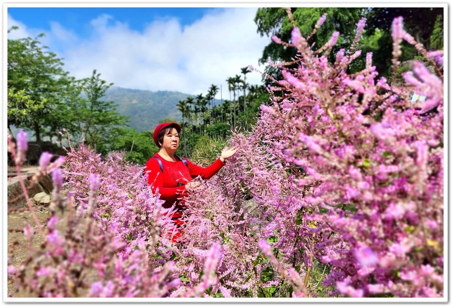 雲林古坑草嶺《青山坪咖啡農場》200公尺長淡紫色麝香木遊客美