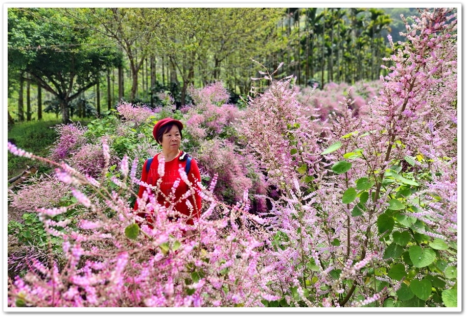 雲林古坑草嶺《青山坪咖啡農場》200公尺長淡紫色麝香木遊客美