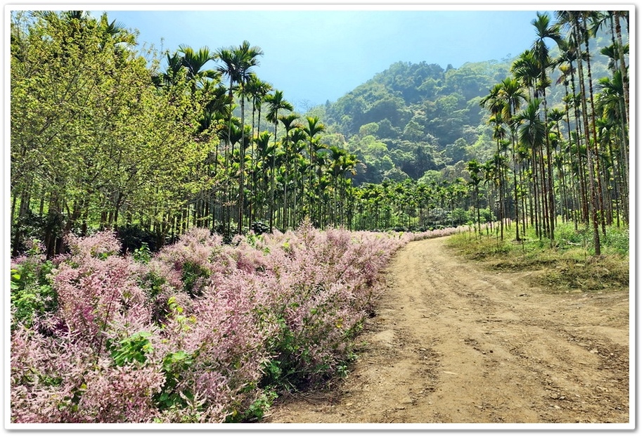 雲林古坑草嶺《青山坪咖啡農場》200公尺長淡紫色麝香木遊客美