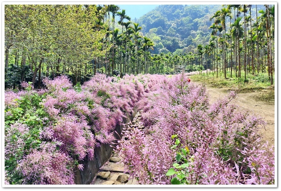 雲林古坑草嶺《青山坪咖啡農場》200公尺長淡紫色麝香木遊客美