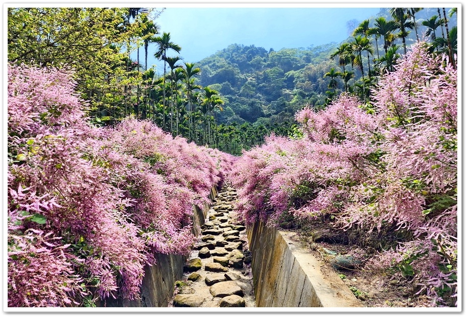 雲林古坑草嶺《青山坪咖啡農場》200公尺長淡紫色麝香木遊客美