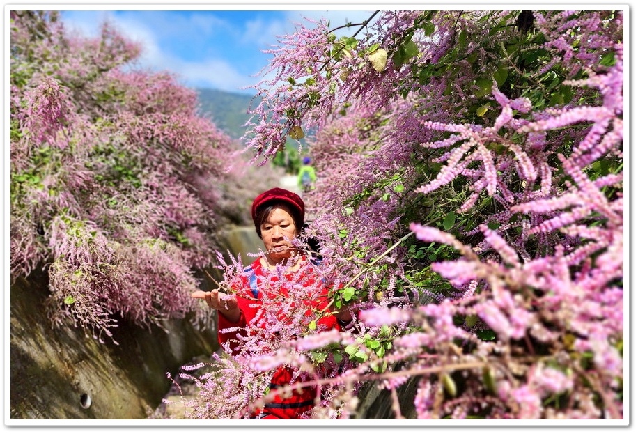 雲林古坑草嶺《青山坪咖啡農場》200公尺長淡紫色麝香木遊客美