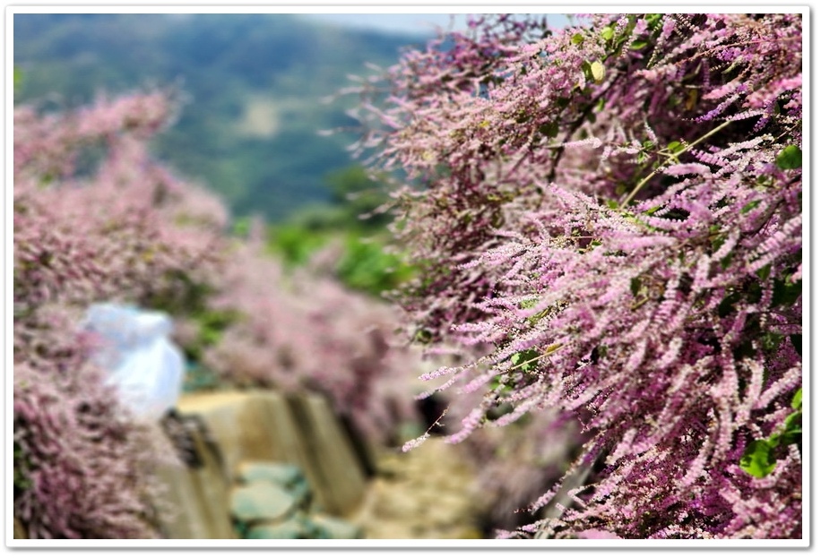 雲林古坑草嶺《青山坪咖啡農場》200公尺長淡紫色麝香木遊客美