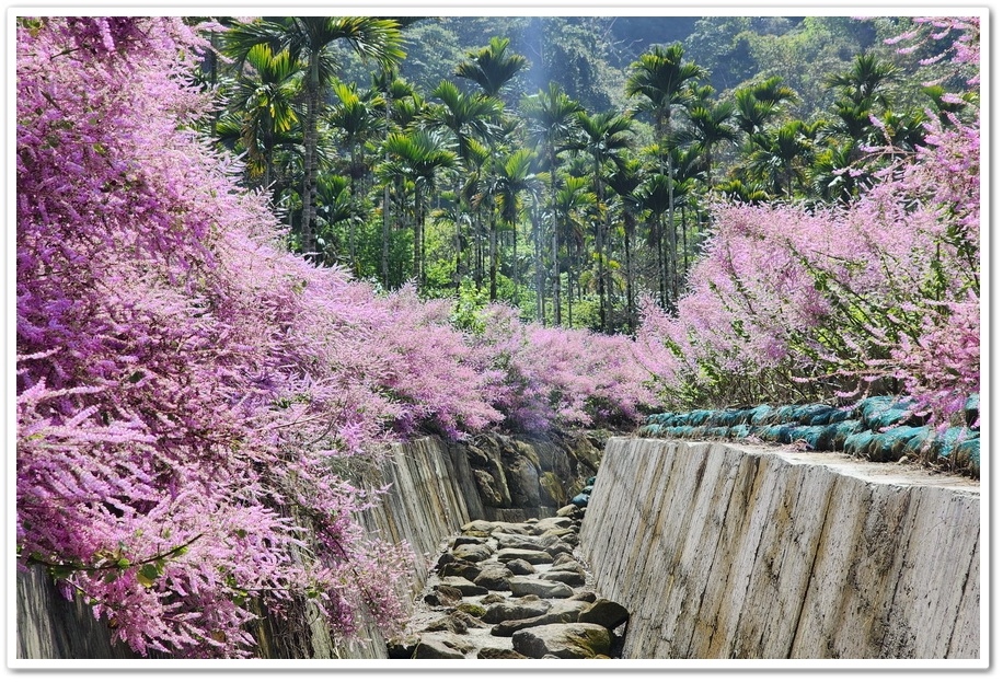 雲林古坑草嶺《青山坪咖啡農場》200公尺長淡紫色麝香木遊客美