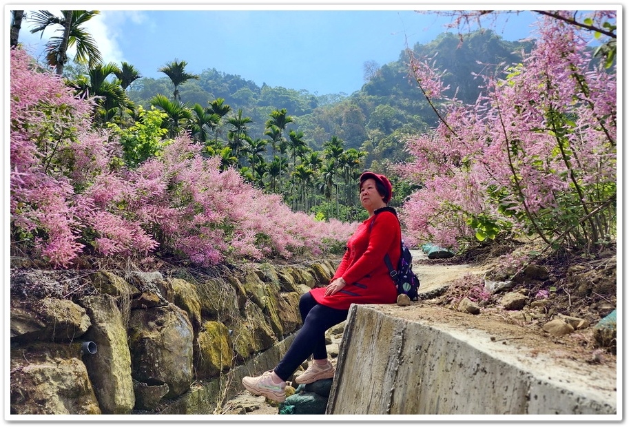 雲林古坑草嶺《青山坪咖啡農場》200公尺長淡紫色麝香木遊客美