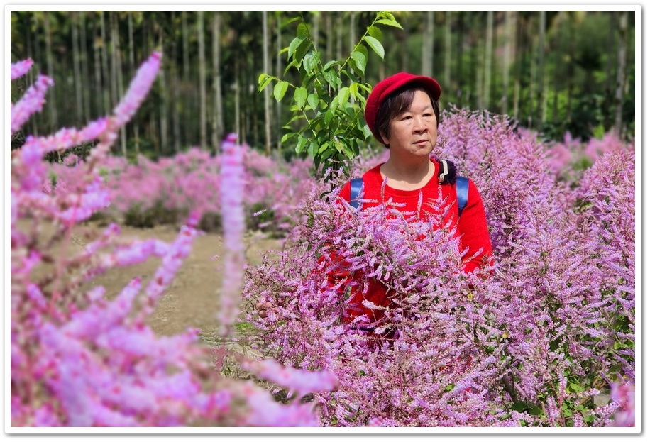 雲林古坑草嶺《青山坪咖啡農場》200公尺長淡紫色麝香木遊客美