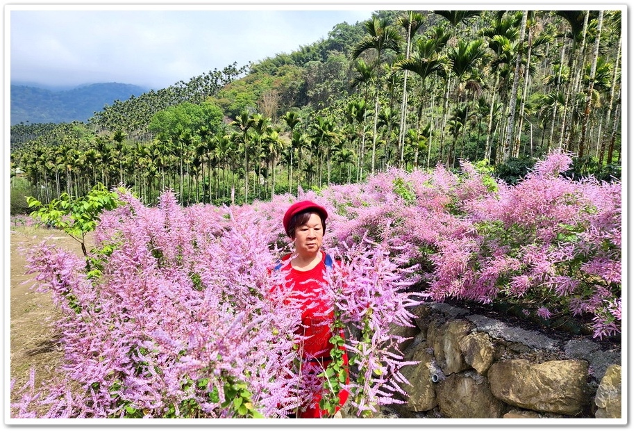 雲林古坑草嶺《青山坪咖啡農場》200公尺長淡紫色麝香木遊客美