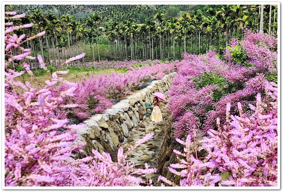 雲林古坑草嶺《青山坪咖啡農場》200公尺長淡紫色麝香木遊客美
