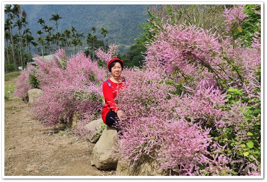 雲林古坑草嶺《青山坪咖啡農場》200公尺長淡紫色麝香木遊客美