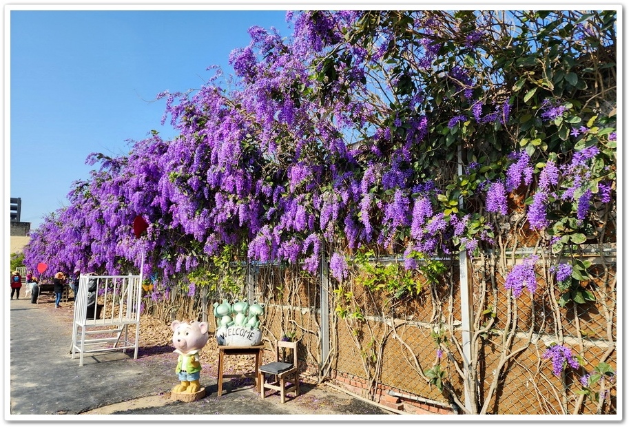 雲林四湖《長春園藝孤挺百合錫葉藤花園》最狂大花鍚葉藤花牆怒放