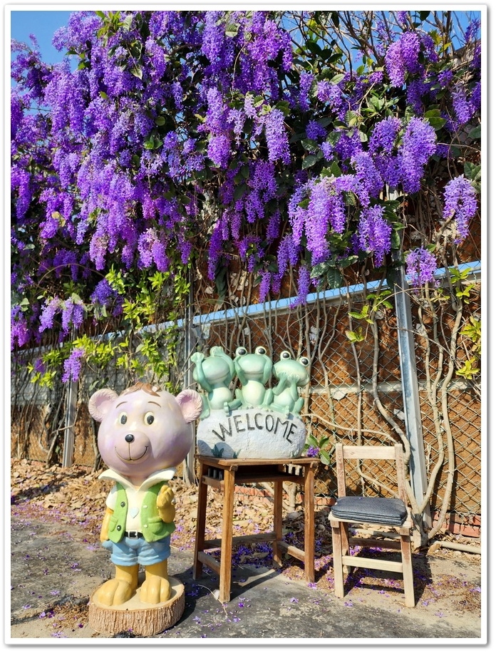 雲林四湖《長春園藝孤挺百合錫葉藤花園》最狂大花鍚葉藤花牆怒放