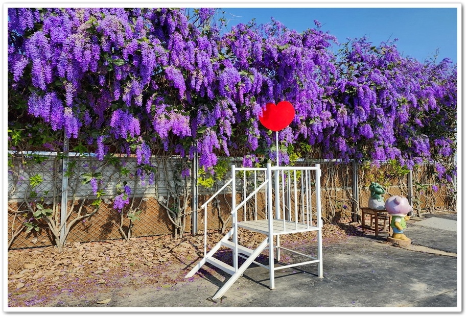 雲林四湖《長春園藝孤挺百合錫葉藤花園》最狂大花鍚葉藤花牆怒放