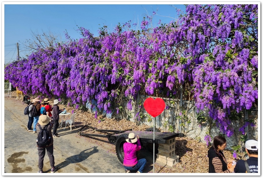 雲林四湖《長春園藝孤挺百合錫葉藤花園》最狂大花鍚葉藤花牆怒放