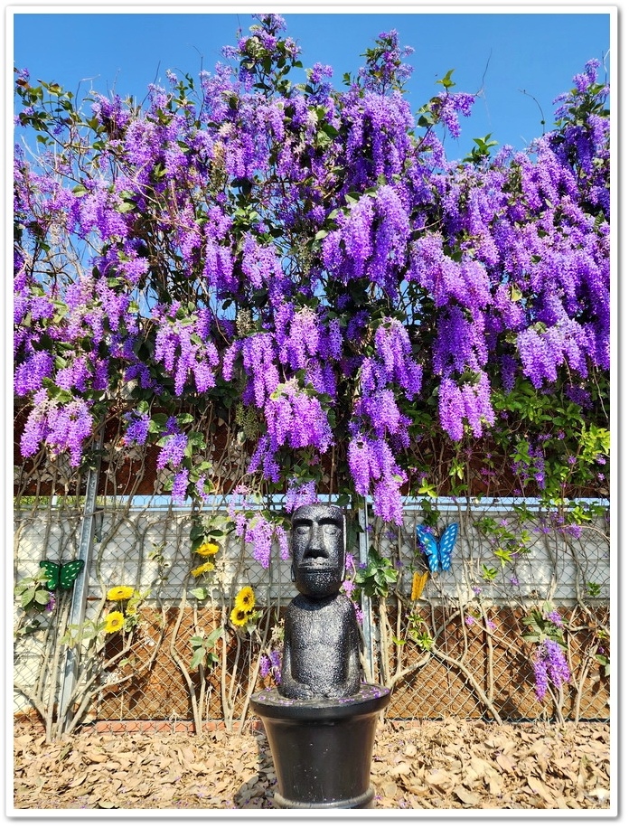 雲林四湖《長春園藝孤挺百合錫葉藤花園》最狂大花鍚葉藤花牆怒放