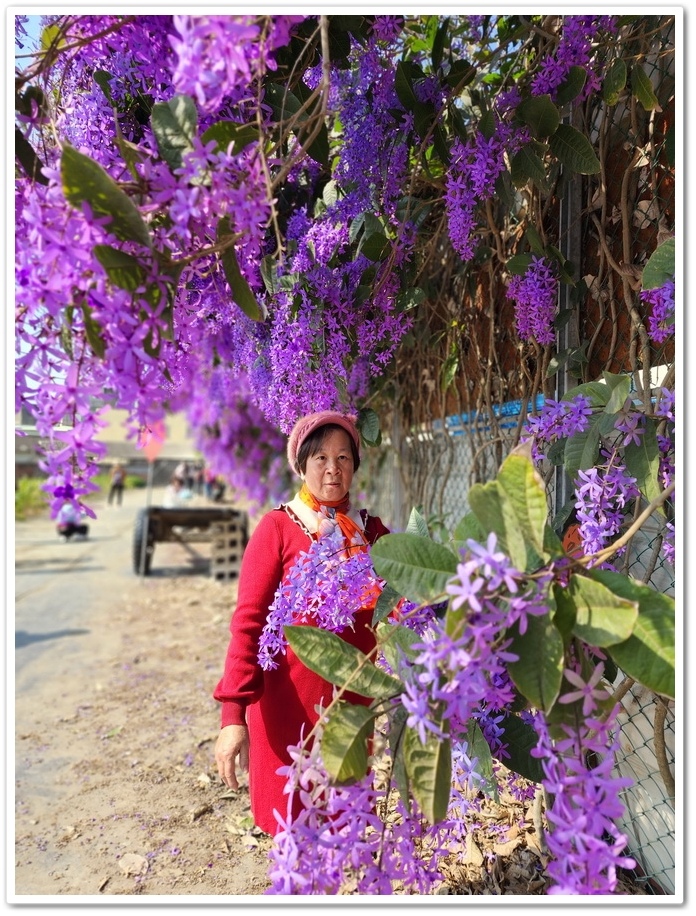 雲林四湖《長春園藝孤挺百合錫葉藤花園》最狂大花鍚葉藤花牆怒放