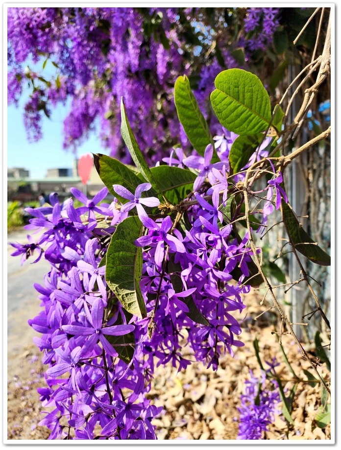 雲林四湖《長春園藝孤挺百合錫葉藤花園》最狂大花鍚葉藤花牆怒放