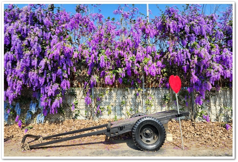 雲林四湖《長春園藝孤挺百合錫葉藤花園》最狂大花鍚葉藤花牆怒放