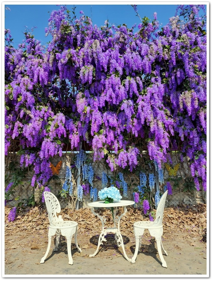 雲林四湖《長春園藝孤挺百合錫葉藤花園》最狂大花鍚葉藤花牆怒放