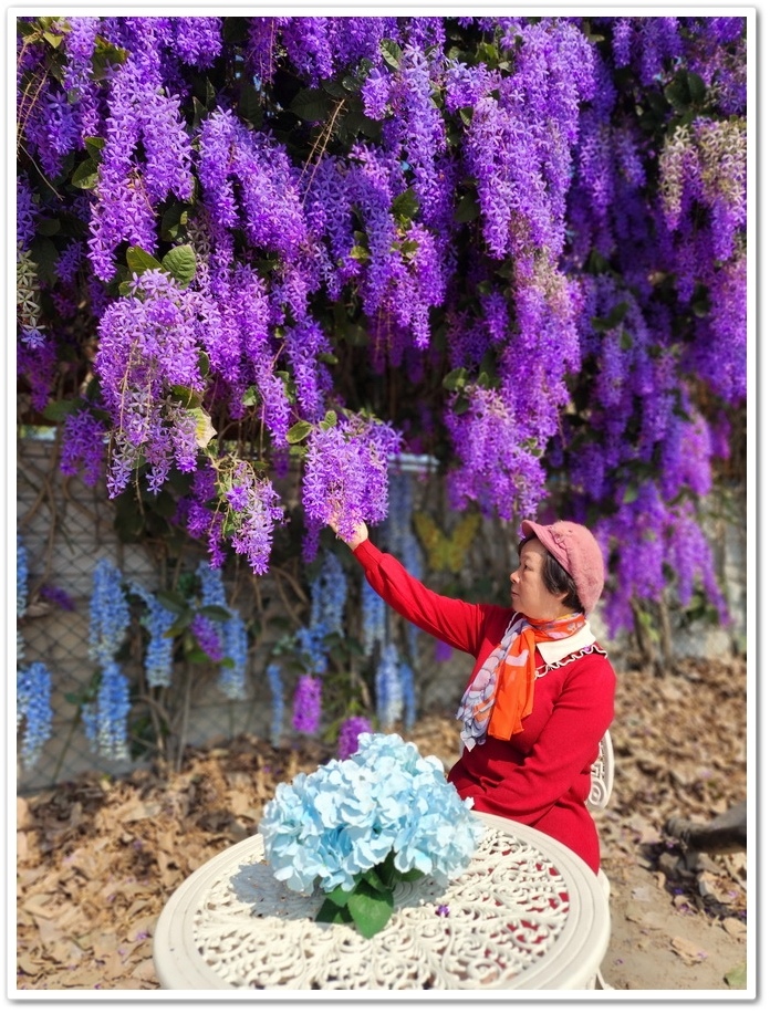 雲林四湖《長春園藝孤挺百合錫葉藤花園》最狂大花鍚葉藤花牆怒放