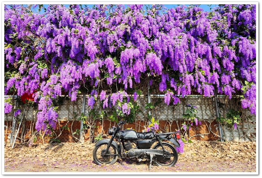 雲林四湖《長春園藝孤挺百合錫葉藤花園》最狂大花鍚葉藤花牆怒放