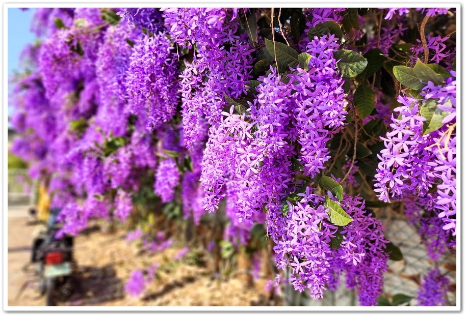 雲林四湖《長春園藝孤挺百合錫葉藤花園》最狂大花鍚葉藤花牆怒放