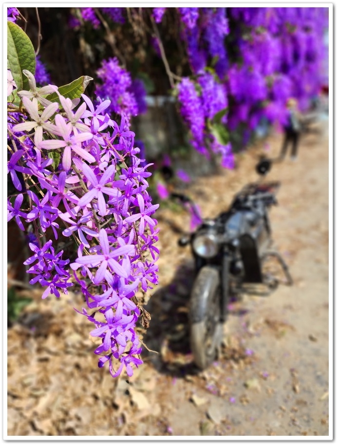 雲林四湖《長春園藝孤挺百合錫葉藤花園》最狂大花鍚葉藤花牆怒放