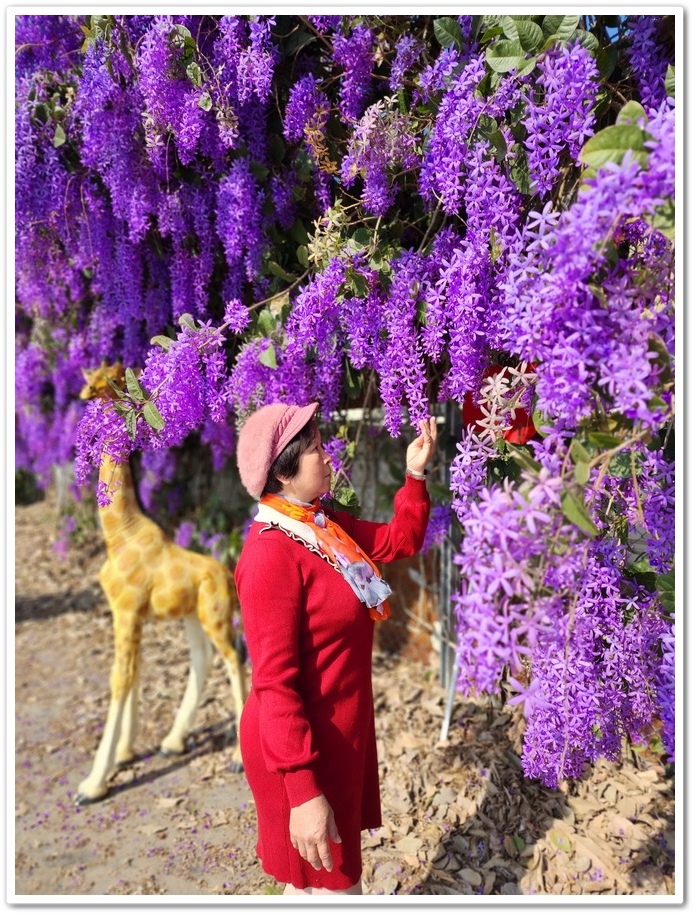 雲林四湖《長春園藝孤挺百合錫葉藤花園》最狂大花鍚葉藤花牆怒放