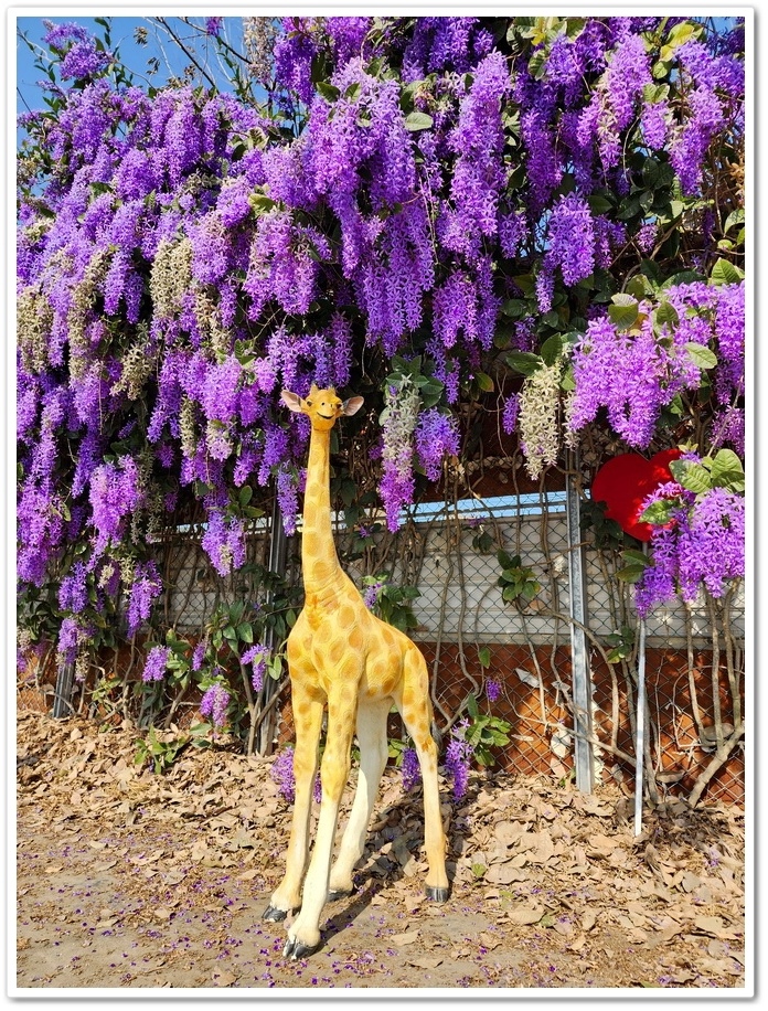 雲林四湖《長春園藝孤挺百合錫葉藤花園》最狂大花鍚葉藤花牆怒放