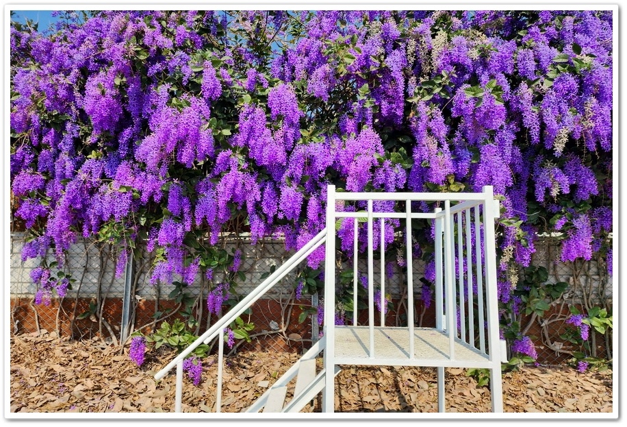 雲林四湖《長春園藝孤挺百合錫葉藤花園》最狂大花鍚葉藤花牆怒放