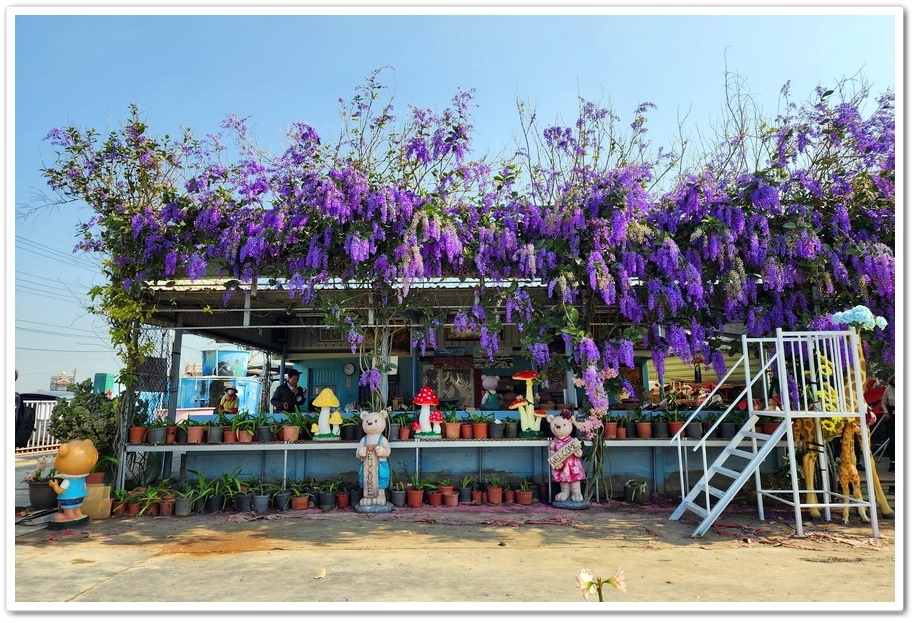 雲林四湖《長春園藝孤挺百合錫葉藤花園》最狂大花鍚葉藤花牆怒放