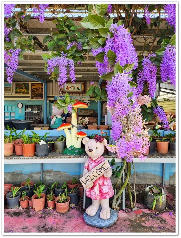 雲林四湖《長春園藝孤挺百合錫葉藤花園》最狂大花鍚葉藤花牆怒放