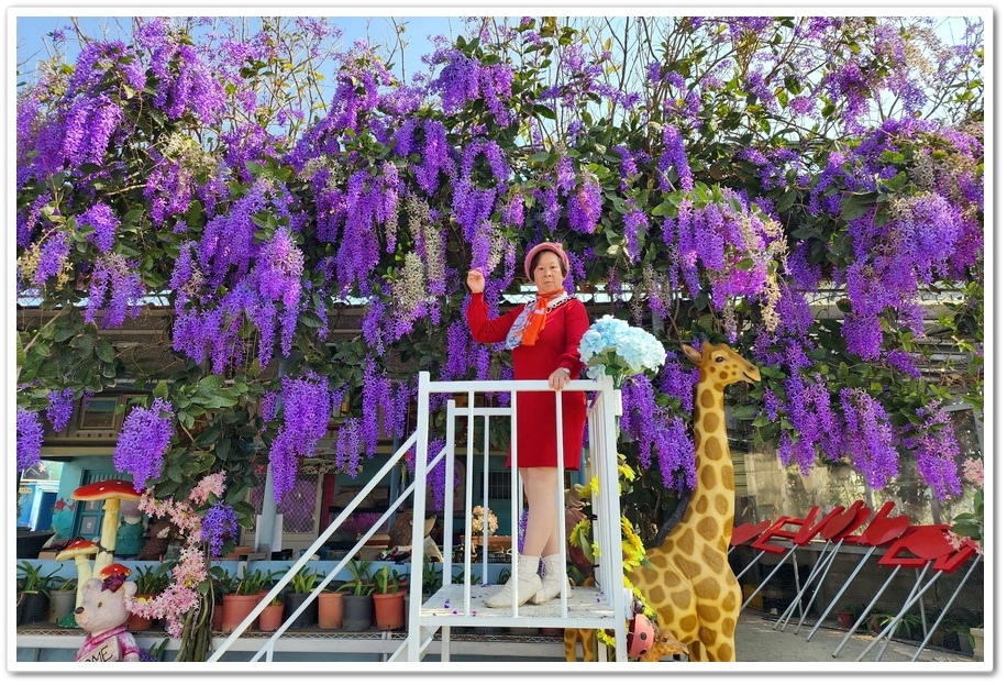 雲林四湖《長春園藝孤挺百合錫葉藤花園》最狂大花鍚葉藤花牆怒放