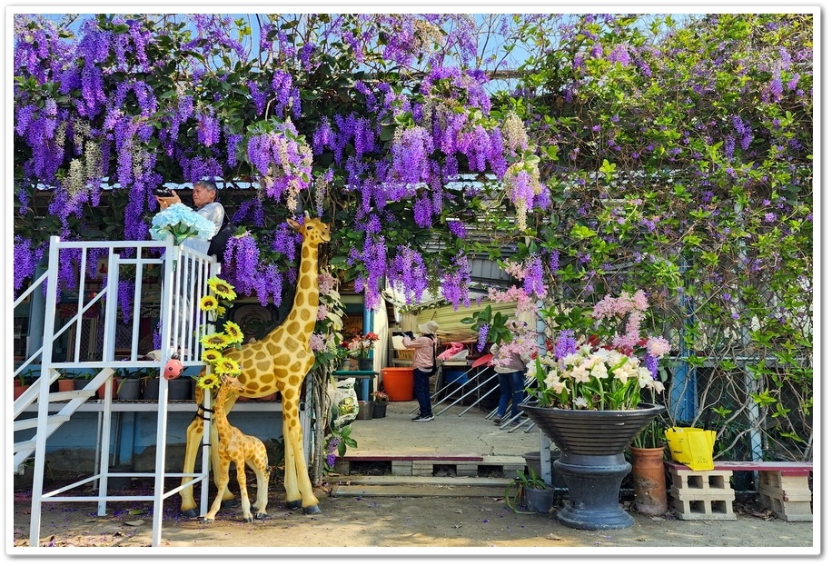 雲林四湖《長春園藝孤挺百合錫葉藤花園》最狂大花鍚葉藤花牆怒放