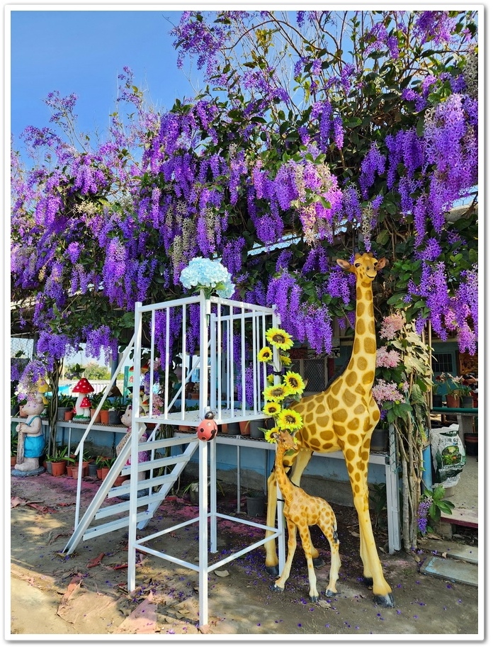 雲林四湖《長春園藝孤挺百合錫葉藤花園》最狂大花鍚葉藤花牆怒放