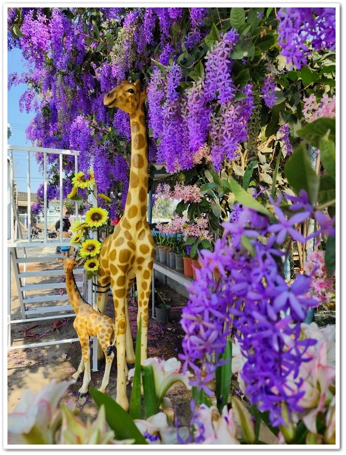 雲林四湖《長春園藝孤挺百合錫葉藤花園》最狂大花鍚葉藤花牆怒放