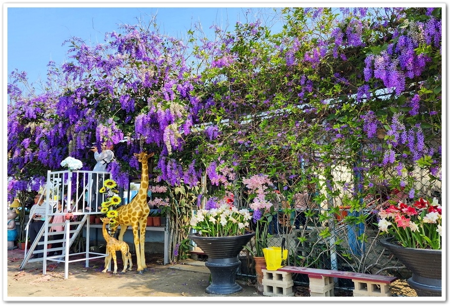 雲林四湖《長春園藝孤挺百合錫葉藤花園》最狂大花鍚葉藤花牆怒放