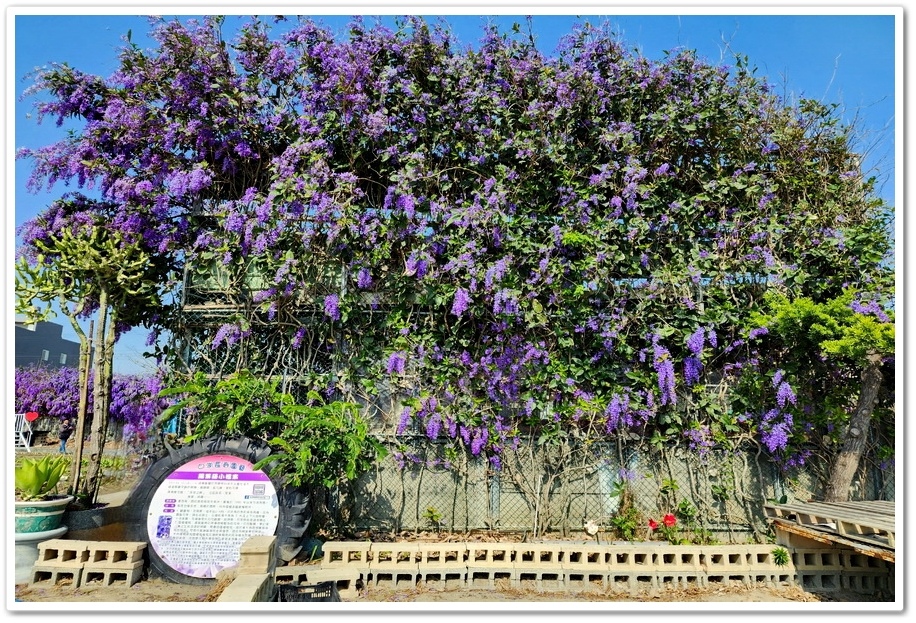 雲林四湖《長春園藝孤挺百合錫葉藤花園》最狂大花鍚葉藤花牆怒放