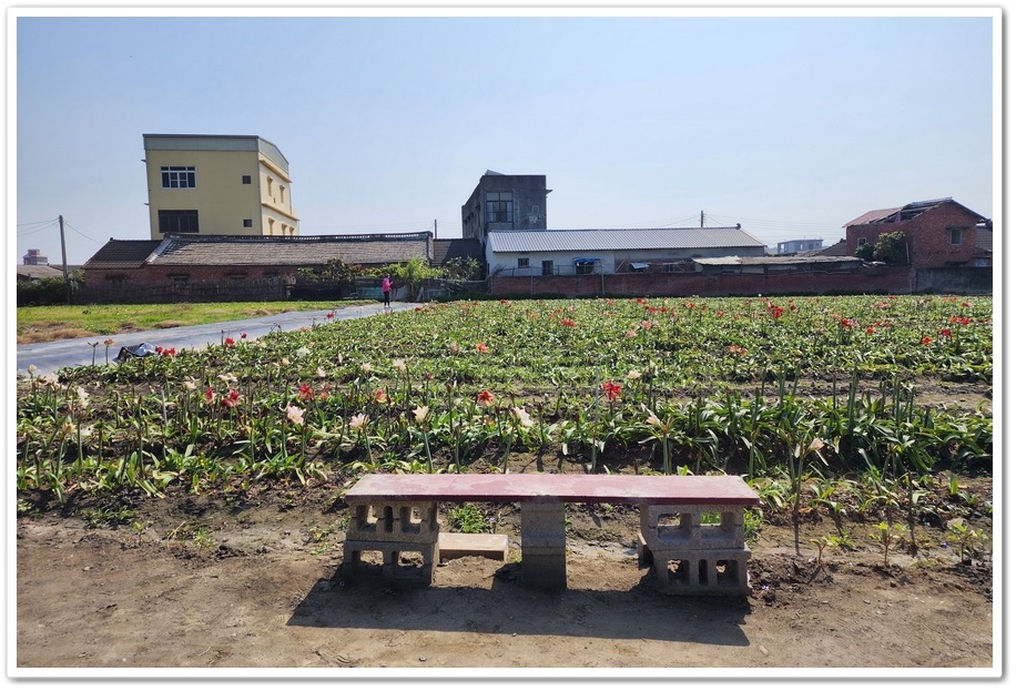 雲林四湖《長春園藝孤挺百合錫葉藤花園》最狂大花鍚葉藤花牆怒放