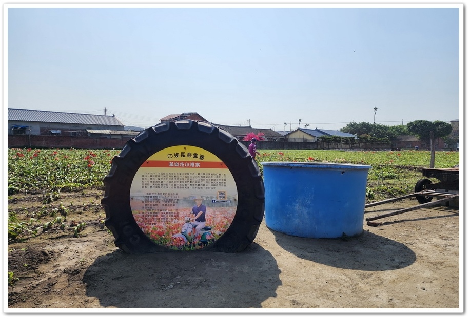 雲林四湖《長春園藝孤挺百合錫葉藤花園》最狂大花鍚葉藤花牆怒放