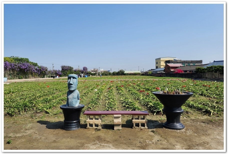 雲林四湖《長春園藝孤挺百合錫葉藤花園》最狂大花鍚葉藤花牆怒放