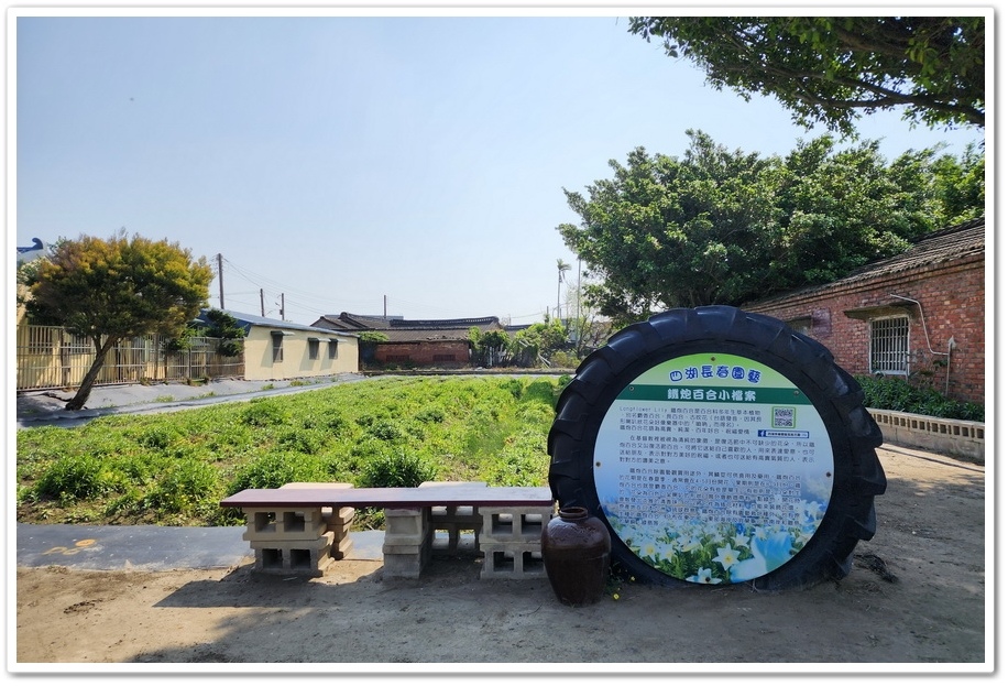 雲林四湖《長春園藝孤挺百合錫葉藤花園》最狂大花鍚葉藤花牆怒放