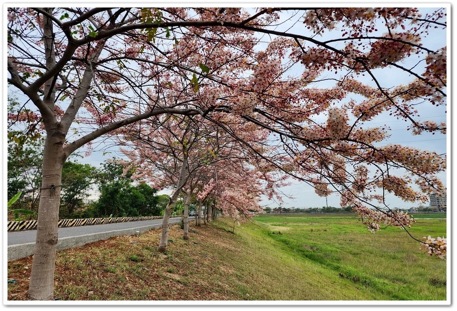 台南市《仁德滯洪池》2024花旗木盛開好浪漫‧吸引遊客爭相來