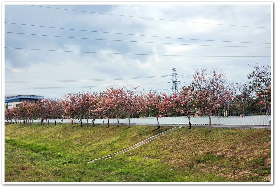 台南市《仁德滯洪池》2024花旗木盛開好浪漫‧吸引遊客爭相來