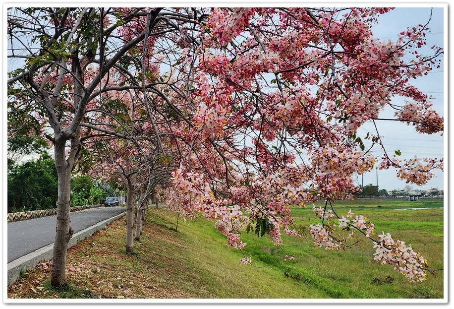 台南市《仁德滯洪池》2024花旗木盛開好浪漫‧吸引遊客爭相來