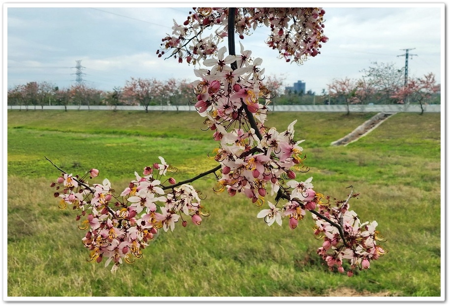 台南市《仁德滯洪池》2024花旗木盛開好浪漫‧吸引遊客爭相來