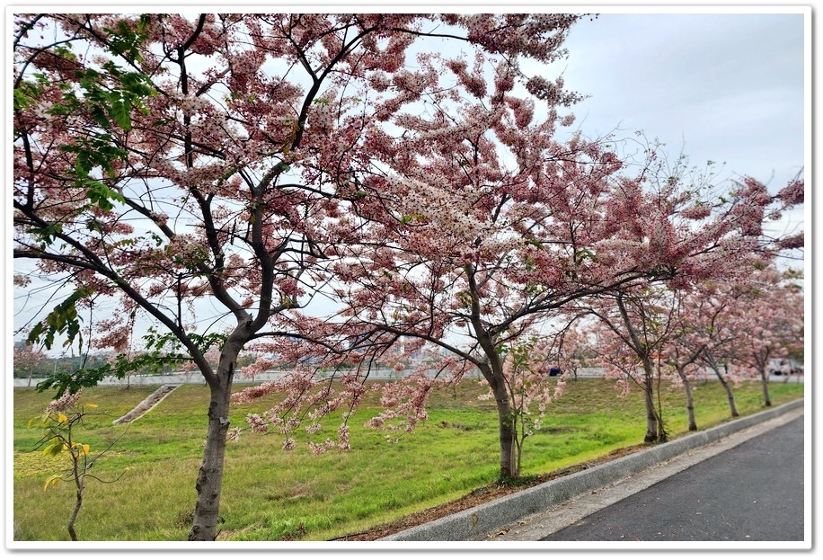 台南市《仁德滯洪池》2024花旗木盛開好浪漫‧吸引遊客爭相來