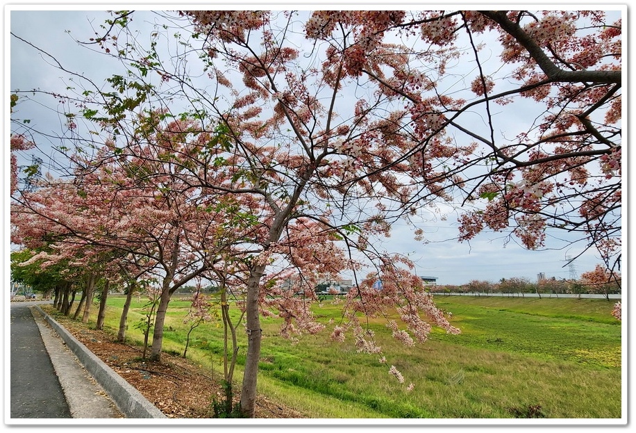 台南市《仁德滯洪池》2024花旗木盛開好浪漫‧吸引遊客爭相來