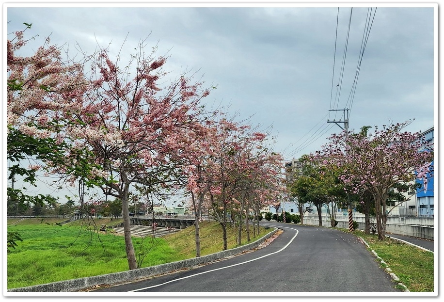 台南市《仁德滯洪池》2024花旗木盛開好浪漫‧吸引遊客爭相來