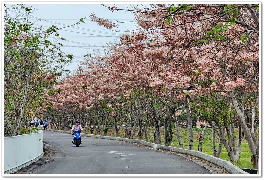 台南市《仁德滯洪池》2024花旗木盛開好浪漫‧吸引遊客爭相來